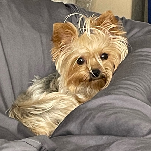 Meet your Posher, Marnie - Picture 4 of 17